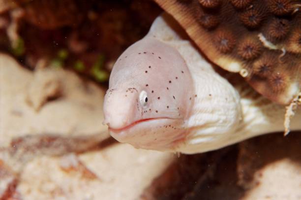 istock Geometric Moray Eel 