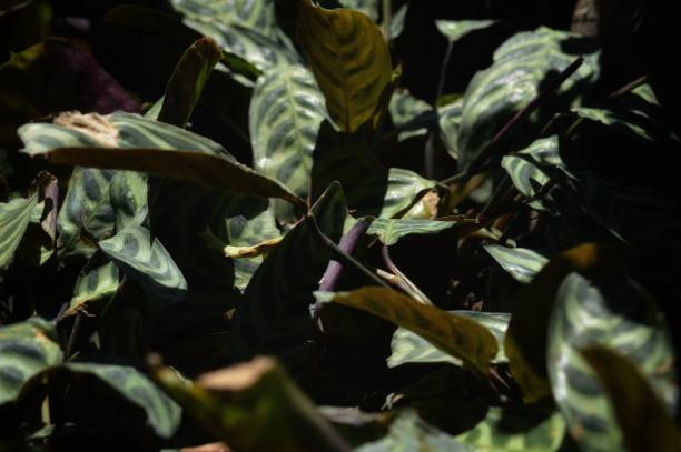 istock the garden and the beauty in it 1429488995