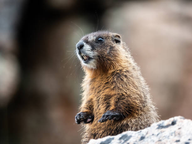 marmota de vientre amarillo de pie en la roca - groundhog fotografías e imágenes de stock