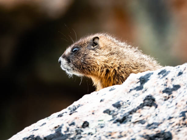 istock Yellow-bellied Marmot on Rock 1429489660
