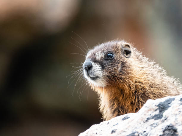 istock Yellow-bellied Marmot on Rock 1429489663