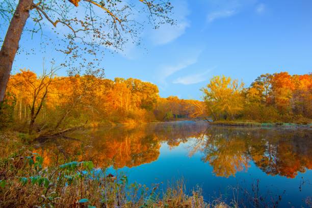 istock Beautiful fall leaf color reflected in Mill Creek-Owen County, Indiana 1429497042