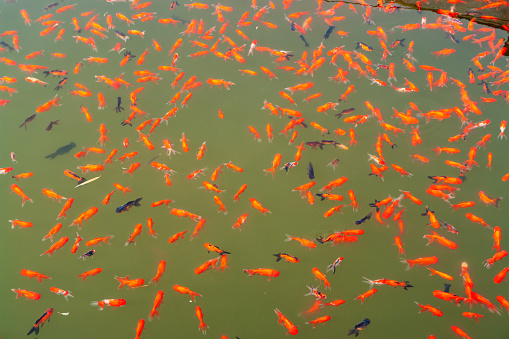 goldfish swimming in the pond