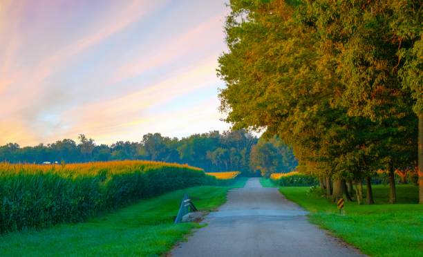 Country road at sunrise with corn fields-Howard County, Indiana stock photo