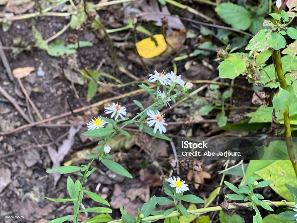 Little flowers Flowers by the ground Aster Stock Photo