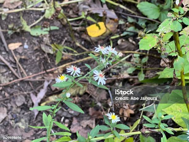 Little Flowers Stock Photo - Download Image Now - Aster, Autumn, Beauty