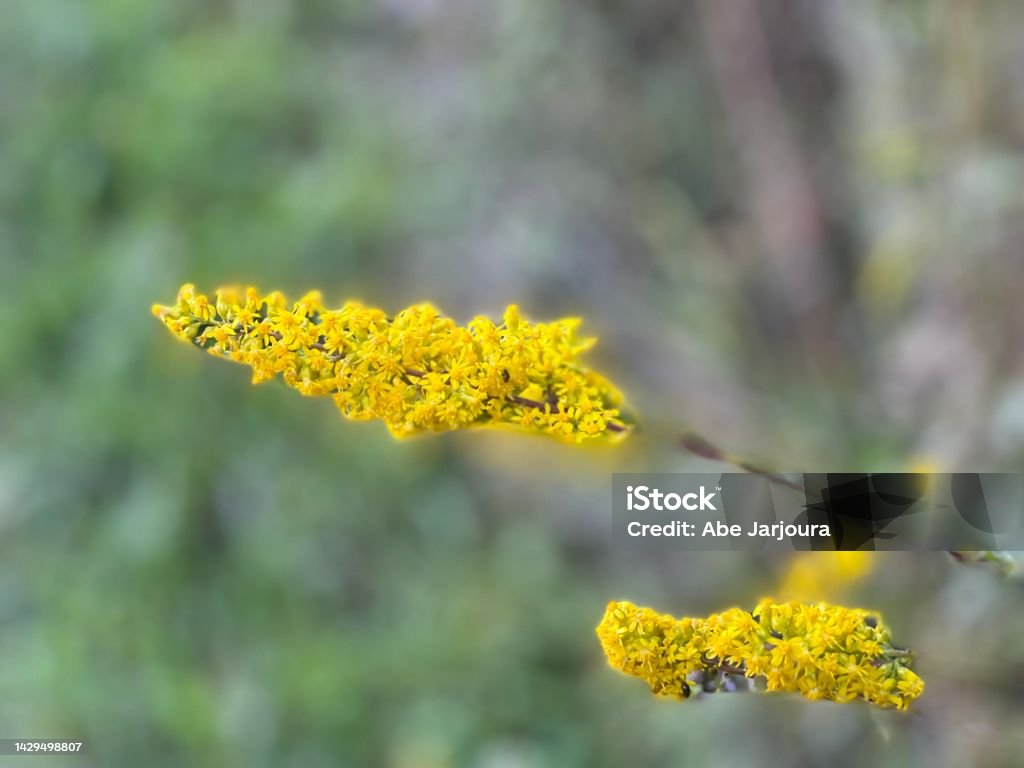 Yellow Wild flowers in the meadow Backgrounds Stock Photo