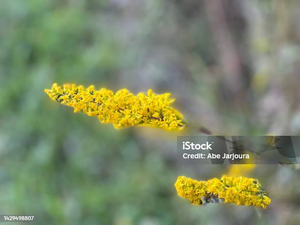 Yellow Stock Photo - Download Image Now - Backgrounds, Beauty, Beauty In Nature