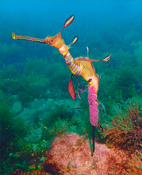 Weedy sea dragon with eggs