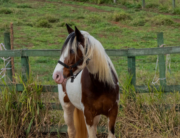istock Cute brown and white horse 1429500016