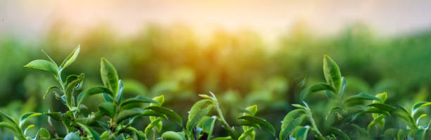 bannière l’arbre à thé vert laisse camellia sinensis ferme biologique soleil. panorama ferme à base de plantes fraîches à bourgeons tendres le matin. bannière sunlight plante d’arbre à thé vert. large arbre à thé vert avec espace de copie - tea crop plantation tea leaves farmer photos et images de collection