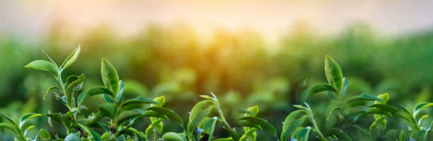 배너 녹차 나무는 동백 sinensis 유기 농장 햇빛을 남깁니다. 파노라마 신선한 젊은 부드러운 새싹 허브 농장 아침에. 배너 햇빛 녹차 나무 식물. 복사 공간이있는 넓은 녹차 나무 - tea crop farmer tea leaves plantation 뉴스 사진 이미지