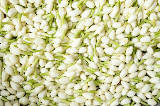 istock Jasmine flower after harvest, close up 1429501677