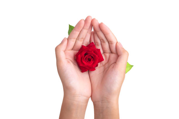 Hand Holding Pink Rose Petals