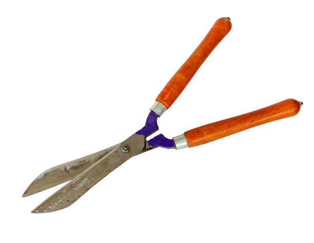 istock Large hedge pruning shears with wooden handles on white isolated background 1429511358