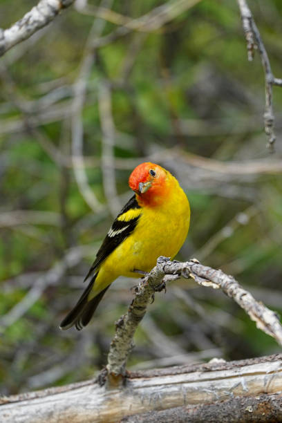 Western tanager looking quizzically at camera A  bright red and yellow male western tanager tilts its head as it looks quizzically at the camera piranga ludoviciana stock pictures, royalty-free photos & images