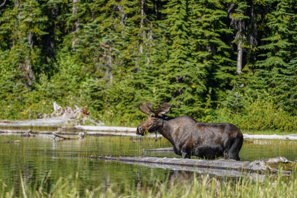 istock Young bull moose wading and feeding 1429513527