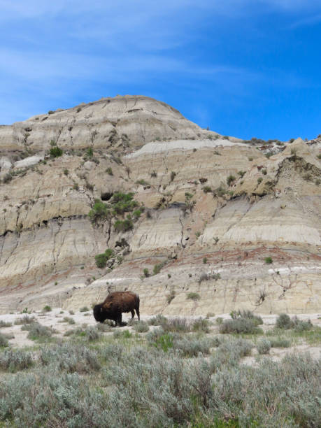 istock Theodore Roosevelt National Park in North Dakota 1429516149