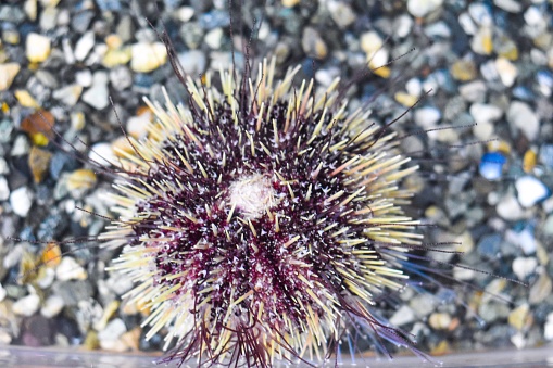 A multi colored sea urchin is just below the water’s surface.