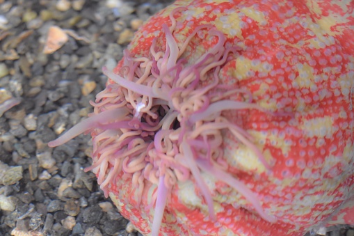A pink sea urchin is just below the water’s surface.
