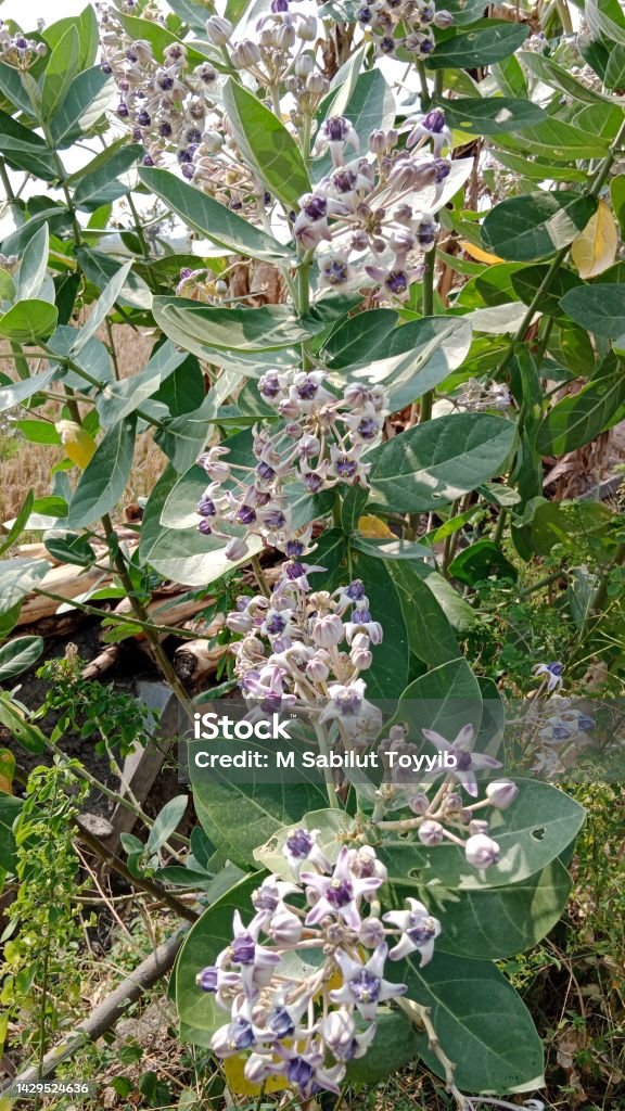 medicine plant Calotropis gigantea and in Indonesia itself there are many names for this plant, such as in Sumatra people call it by the names rubik, biduri, lembega, rembega, rumbigo Agriculture Stock Photo