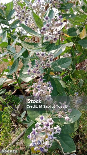 Medicine Plant Stock Photo - Download Image Now - Agriculture, Alternative Medicine, Aromatherapy