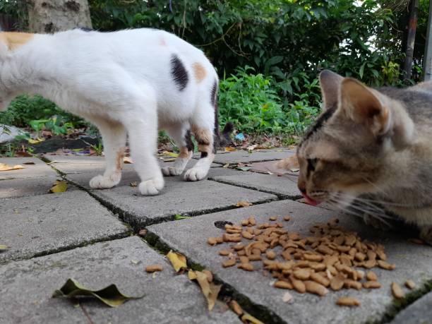istock Street cat eating 1429524836