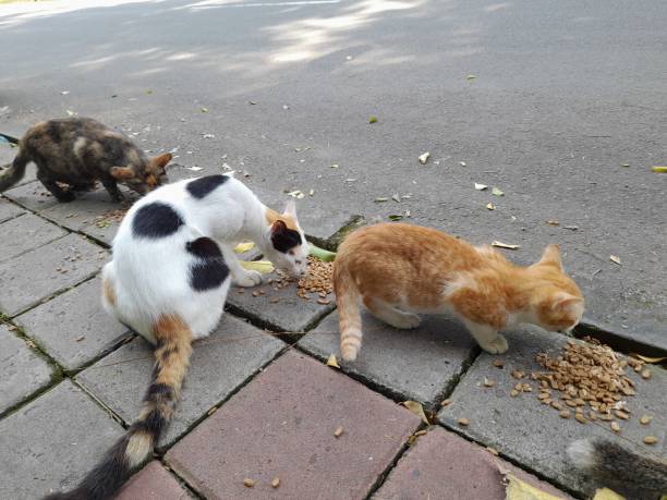 istock Street cat eating 1429524957