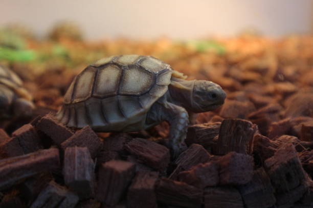 istock Sulcata Baby tortoises, have grooves, or deep lines on their shells. 1429528005