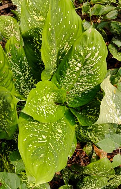 istock Dieffenbachia ornamental plant 1429528833
