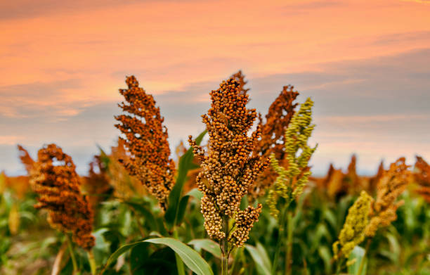 Biofuel and new boom Food, Sorghum Plantation industry. Field of Sweet gluten free Sorghum stalk and seeds. Millet field. stock photo