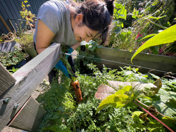istock Multiracial Young Woman Pulling Large Organically Grown Carrot from Garden 1429537257