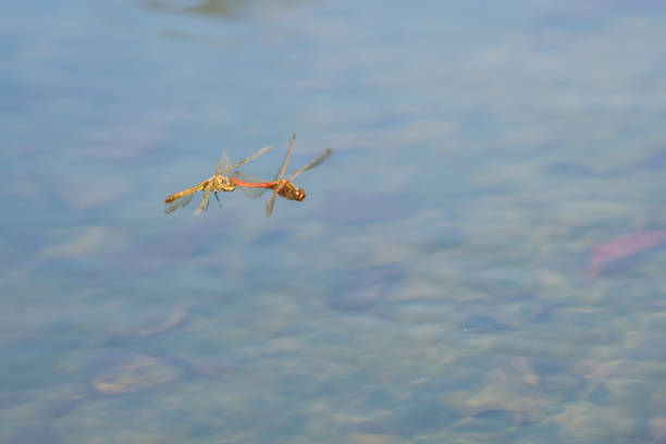 flying dragonflies over the water