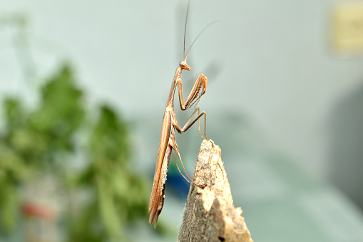 A praying mantis, a brown predatory insect, is shot in profile sitting on a tree.