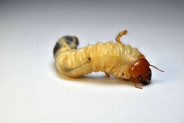 istock The cockchafer larva wriggles on a white table. 1429539222