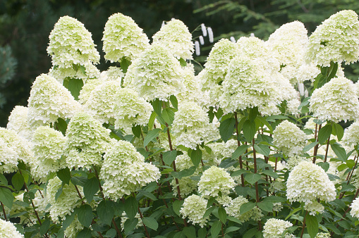 Close Up of Blue Hydrangea Flower in Early Summer