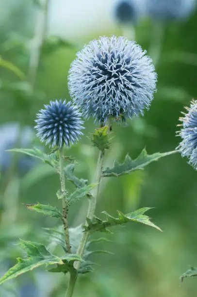 Flower head of great globe thistle, close up shot, selective focus