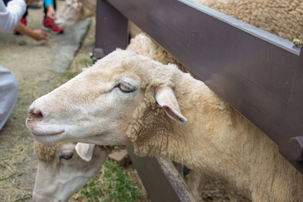 istock Cute sheep in the farm 01 1429541772