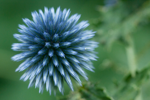 Sea Holly plants look like small thistles. It has a blue flower.  The colors often look almost metallic. You find a variety af shapes, colors and looks and feels