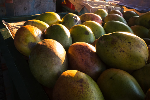 Seattle, USA - Sep 21, 2022: Fresh Mangos as produce vendor opens up early in the morning at Pike Place Market.