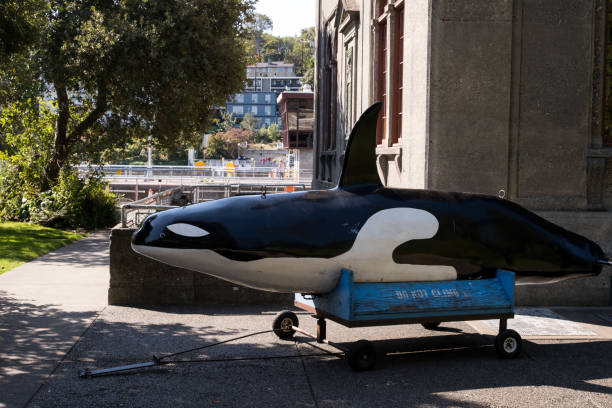 Ballard Locks Seattle, USA - Sep 18th, 2022: Hiram M. Chittenden Locks and Botanical Garden in Ballard early in the day. ballard-seattle stock pictures, royalty-free photos & images