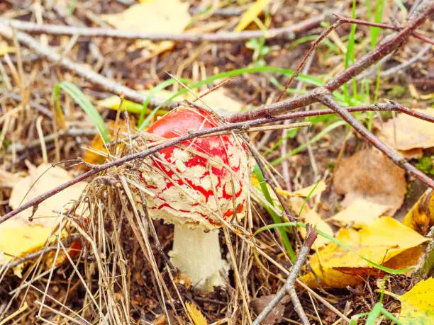 A red fly agaric in the grass among the twigs and leaves