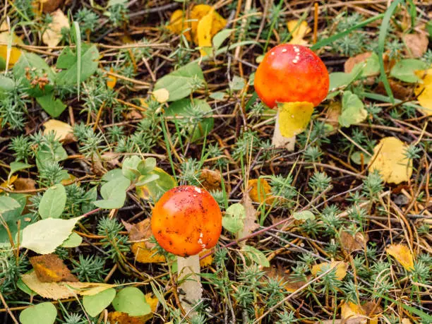 Red fly agaric in the grass among the leaves and pine needles