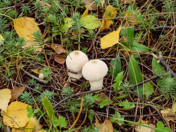2 white rainforest or raincoat mushrooms in the grass among the leaves