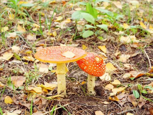 Yellow and red fly agarics in the grass among the leaves