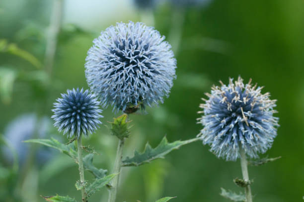 istock Flower head of great globe thistle, close up 1429548216