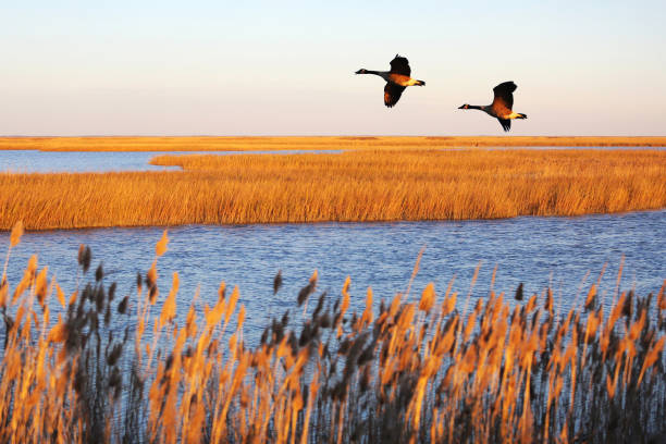 un couple de bernaches du canada en migration au bombay hook national wildlife refuge, delaware, états-unis - oiseau aquatique photos et images de collection