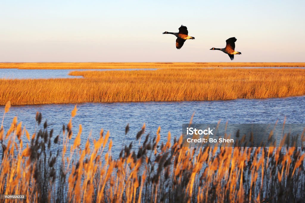 A couple of Canada geese in migration at Bombay Hook National Wildlife Refuge, Delaware, USA Bombay Hook National Wildlife Refuge is an important stop on the way of migration of Canada geese Autumn Stock Photo