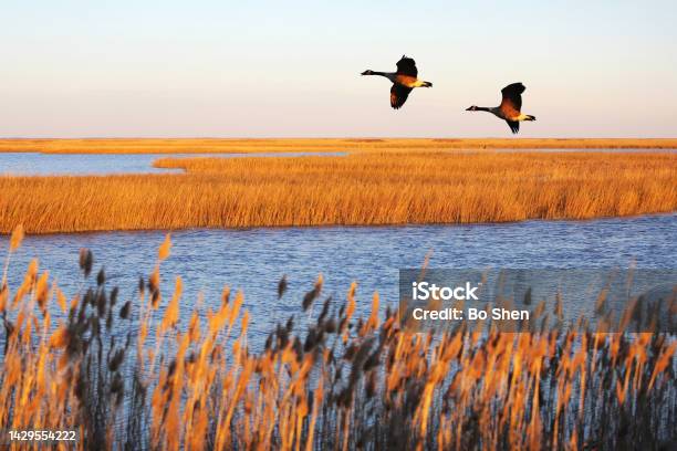 A Couple Of Canada Geese In Migration At Bombay Hook National Wildlife Refuge Delaware Usa Stock Photo - Download Image Now