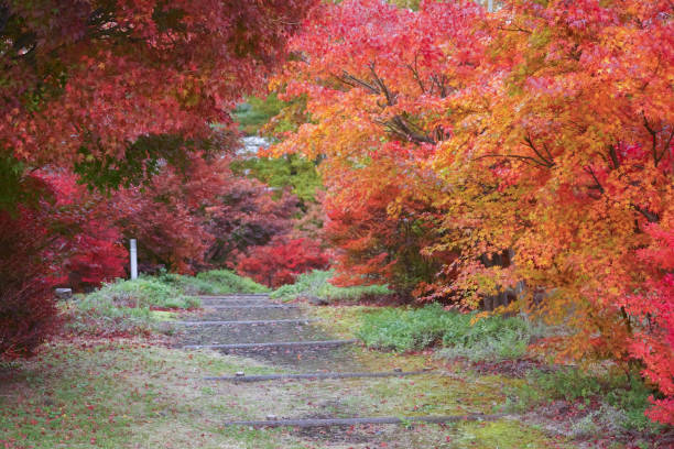 rotes ahornblatt im herbst mit ahornbaum unter sonnenlichtlandschaft. ahornblätter färben sich im herbst gelb, orange, rot. - tree area japanese fall foliage japanese maple autumn stock-fotos und bilder